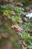 Enkianthus campanulatus - Redvein enkianthus