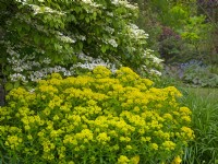 Euphorbia Palustris April Spring