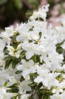 Rhododendron 'Adonis'