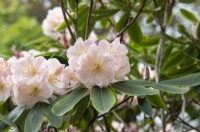 Rhododendron 'Hydon Juliet'