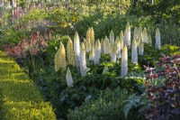 Summer border planted with Lupinus 'Polar Princess'