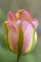 Tulipa 'Greenland' flowering in Spring - May