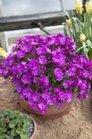 Lewisia cotyledon Ashwood Strain Magenta Shades in pot plunged into sand in an alpine house, April