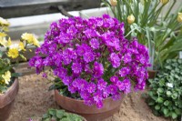 Lewisia cotyledon Ashwood Strain Magenta Shades in pot plunged inton sand in an alpine house, April