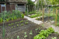 Well organised garden vegetable patch arranged with paths for access. Rows of radishes, brassicas, leeks, beetroot and broad beans. Wire mesh cloches placed over brassicas for protection from pigeons and chicken wire fence around perimeter. June.