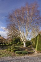 Betula utilis var jacquemontii at Ivy Croft in January