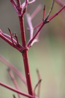 Red stems of Cornus alba 'Sibirica' in January