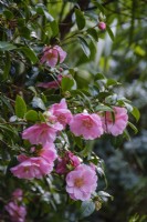 Unknown pink Camellia in spring garden