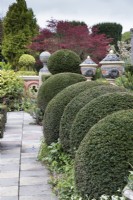 Large clipped mounds of Yew at the edge of paving of the Howdah Garden Decorated urns in background.  April. Spring.