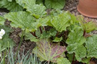 Rheum x hybridum 'Goliath' rhubarb