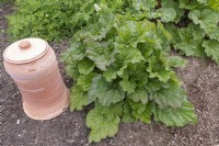 Rheum x hybridum 'Royal red' rhubarb with earthenware force growing pot