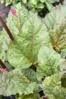 Rheum x hybridum 'Ace of hearts' rhubarb