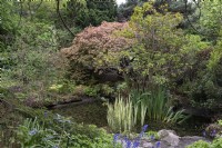 Acer palmatum Heptalobum 'Rubrum'
Water feature. Pond. Leicester Botanical Gardens. 
