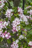 Malus domestica 'Keswick Codlin' apple blossom