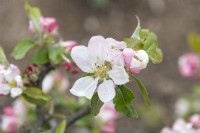 Malus domestica 'Egrement russet' apple blossom