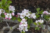 Malus domestica 'Winter pearmain' apple blossom