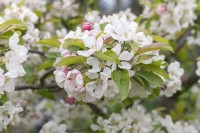 Malus 'Everste' crab apple blossom