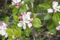 Malus domestica 'Reverend W. Wilks' apple blossom