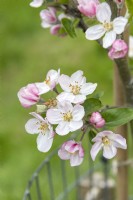 Malus domestica 'Acklam Russet' apple blossom