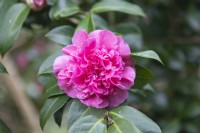 Camellia x williamsii 'Debbie'
