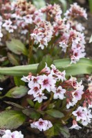 Bergenia 'Fire and ice' elephant ears. 