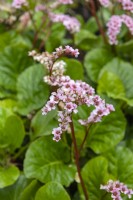 Bergenia 'Wintermarchen' elephant ears. 