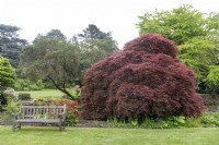 Acer palmatum var dissectum 'Atropurpureum' Japanese Maple.
Leicester Botanical Gardens.