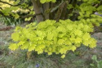 Acer shirasawanum 'Aureum' Japanese Maple