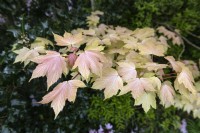 Acer pseudoplatanus 'Brilliantissimum' Japanese Maple