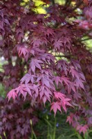 Acer palmatum 'Bloodgood' Japanese Maple