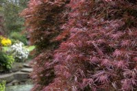 Acer palmatum var dissectum 'Artropurpureum' Japanese Maple