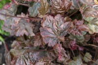 Heuchera 'Rachel'