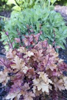 Heuchera 'Marmalade'