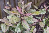 Photinia serratifolia 'Pink Crispy' with Vine Weevil damage, May