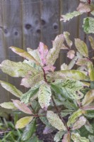 Photinia serratifolia 'Pink Crispy' with Vine Weevil damage, May