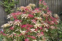 Pieris 'Forest Flame', May