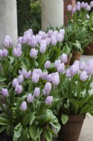 Terracotta pots of Tulipa 'Candy Prince' by the V&A temple. April. Spring. 