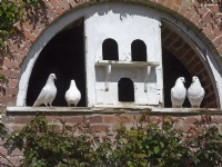 Fan-Tailed Pigeons looking from old dovecote