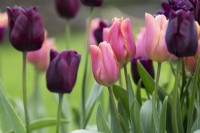 Tulipa 'Jimmy' and 'Ronaldo' - Triumph Tulips