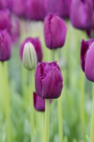 Tulipa 'Curly Sue' - Fringed Tulip