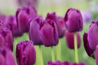 Tulipa 'Curly Sue' - Fringed Tulip