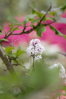 Syringa tomentella - Lilac