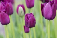 Tulipa 'Curly Sue' - Fringed Tulip