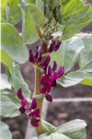 Vicia faba 'Crimson flowered' - Broad bean flowers