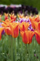 Tulipa 'Ballerina' - Lily Flowered Tulip