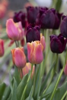 Tulipa 'Jimmy' and 'Ronaldo' - Triumph Tulips