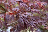 Acer palmatum 'Crimson Carol' Japanese Maple