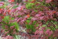 Acer palmatum 'Crimson Prince' Japanese Maple