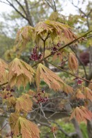 Acer palmatum 'Aconitifolium' Japanese Maple