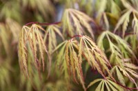 Acer palmatum 'Dissectum flavescens' Japanese Maple